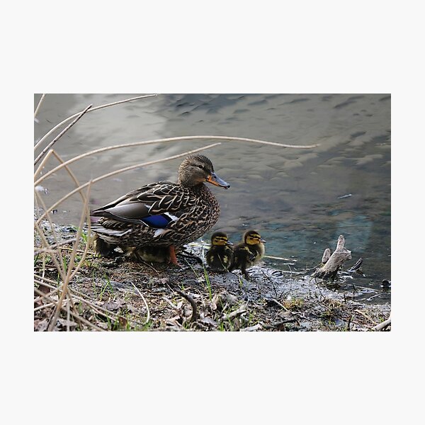 Item preview, Momma Mallard and Ducklings designed and sold by ADM  Photography.