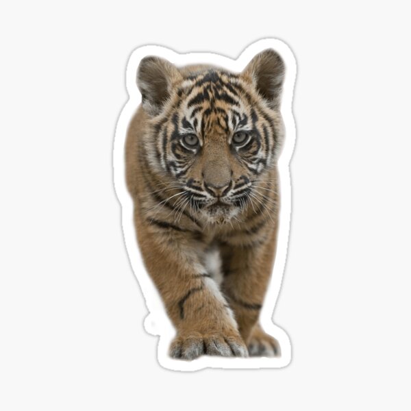 White Baby Tiger Sticker for Sale by Strivient