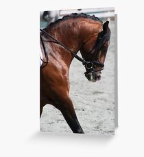 Ali-Baba ~ Lusitano Stallion Greeting Card