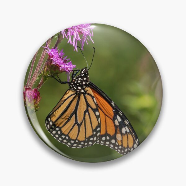 Item preview, Fall Monarch 2016-12 designed and sold by Thomasyoung.