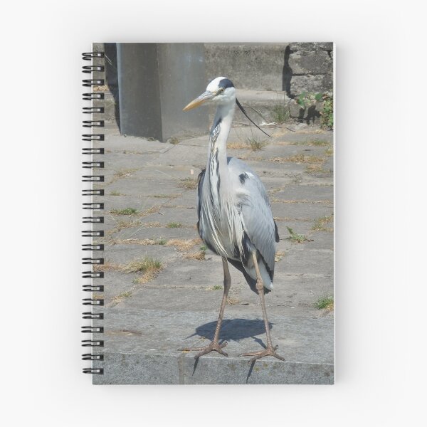 Item preview, Looking for dinner designed and sold by Janone.