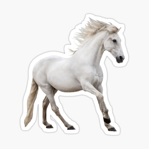 Buy White Horse in Stall Door Mural Sticker Skin Cover Online in