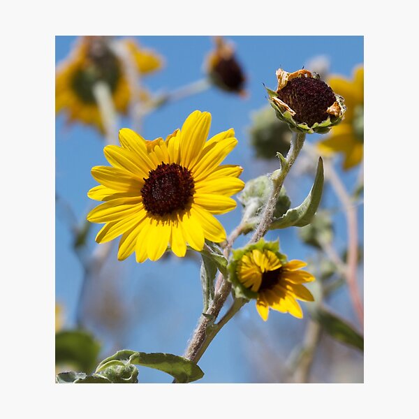 Item preview, Coastal Sunflowers  designed and sold by MargsNaturePix.
