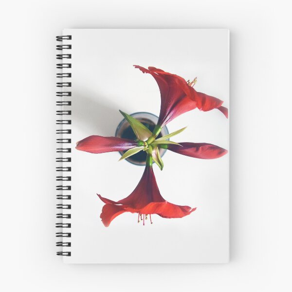 Item preview, Red Amaryllis Flower Photo from Above designed and sold by Akvauter.