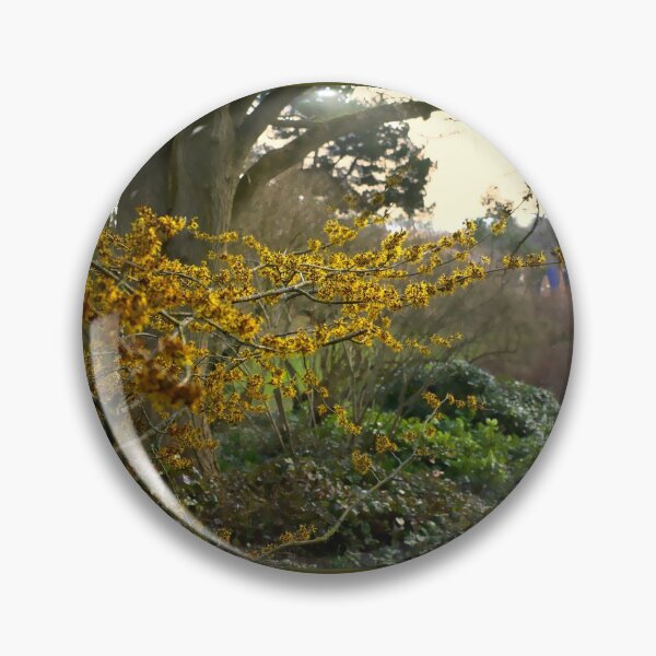 Item preview, Witch Hazel in Sheffield Botanical Gardens  designed and sold by Alisonchambers2.
