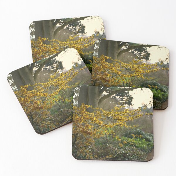 Item preview, Witch Hazel in Sheffield Botanical Gardens  designed and sold by Alisonchambers2.