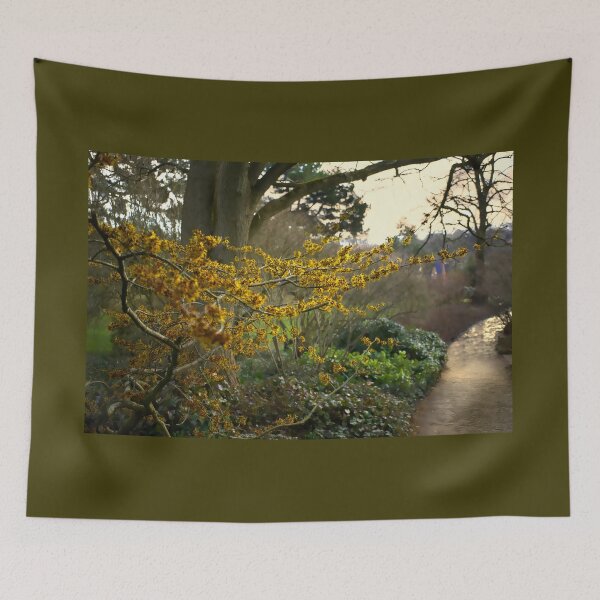Item preview, Witch Hazel in Sheffield Botanical Gardens  designed and sold by Alisonchambers2.