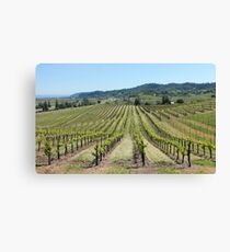 Vineyard Canvas Print