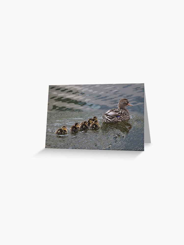 Ducklings Following Mom Duck Greeting Card By Dai Boo Redbubble