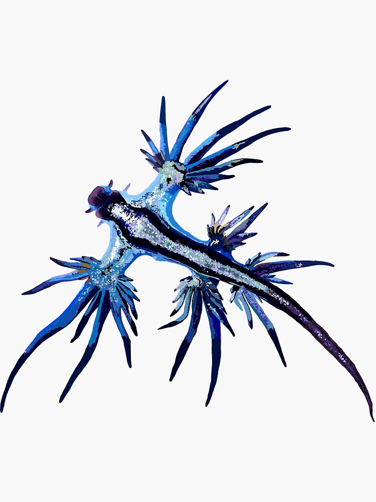 Sticker Glaucus Atlanticus Redbubble