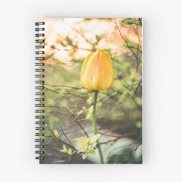 Item preview, Stunning yellow tulip in evening sun. designed and sold by EmelinaPhoto.
