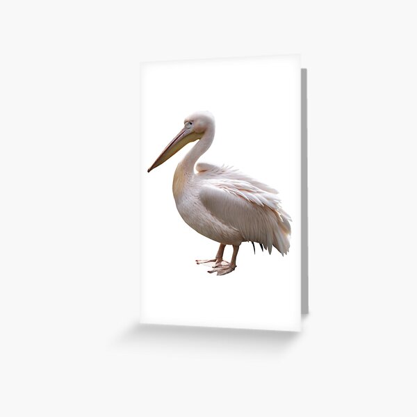Item preview, Pelican designed and sold by DoodleDashCollective.