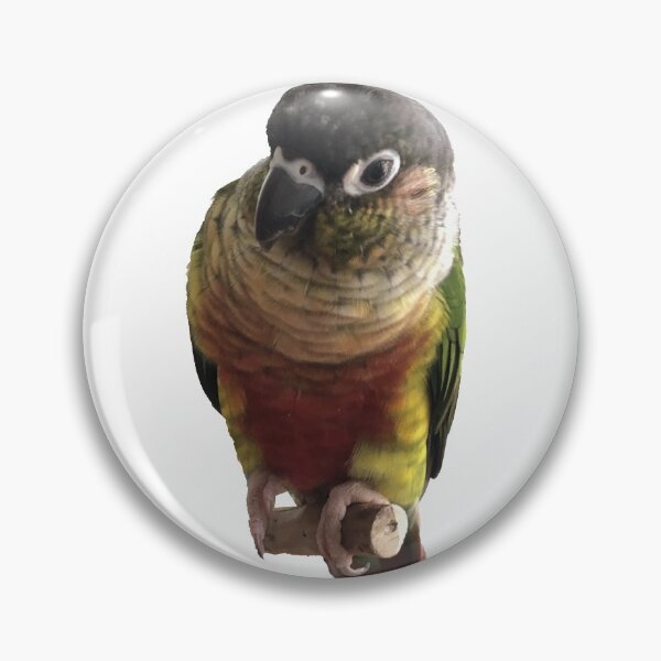 Item preview, Green Cheek Conure design | Conure | Small Parrot | Parakeet | Parrot lover designed and sold by TatianaLG.