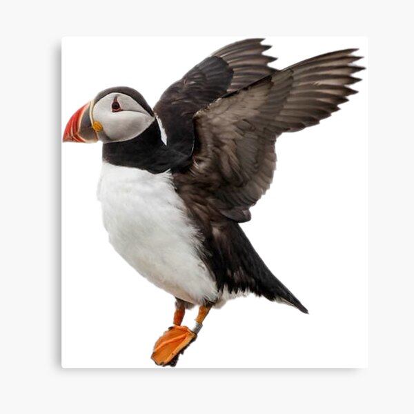 Puffin Canvas Print
