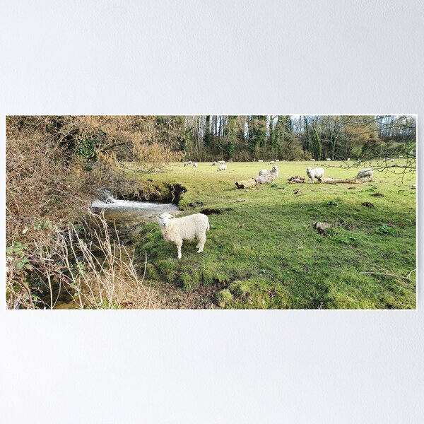 Item preview, Countryside and Sheep Photography designed and sold by s10-Photography.