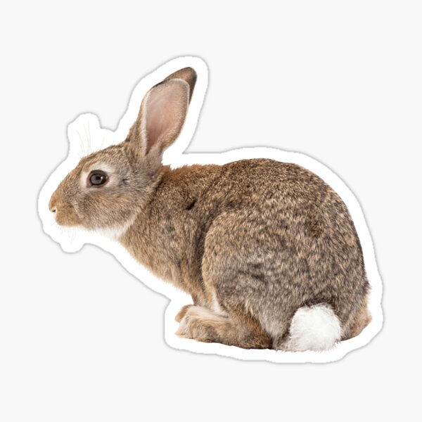 Item preview, Rabbit designed and sold by DoodleDashCollective.