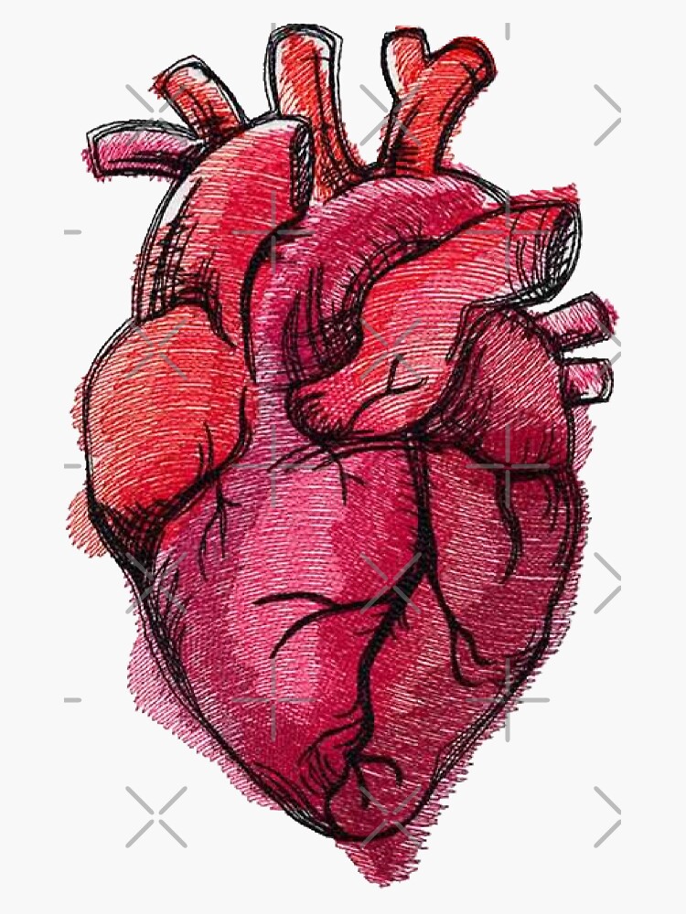 Free Red Anatomical Heart Drawing - Download in PDF, Illustrator, EPS, SVG,  JPG, PNG | Template.net