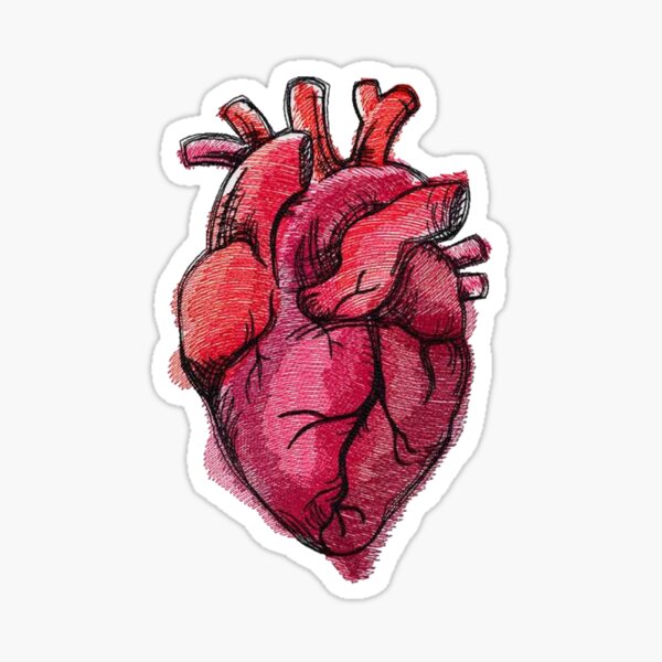 Realistic Heart Drawing Sticker By Decentart Redbubble