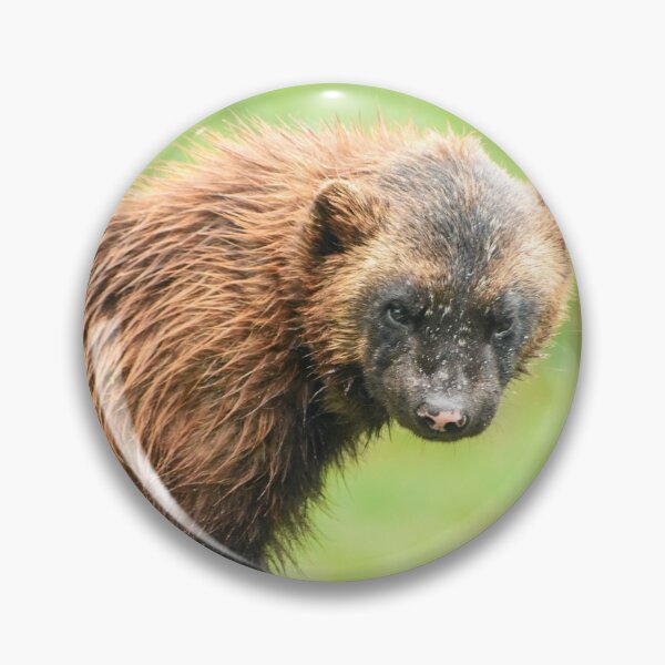 Artikelvorschau, Wolverine auf einem Baumstamm entworfen und verkauft von cdkphotos.