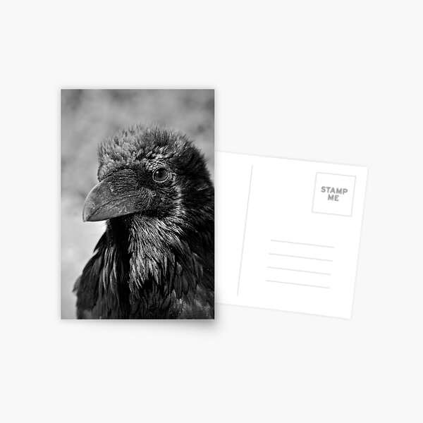 Item preview, Black and White Raven with Beautiful Plumage - Wildlife Photography designed and sold by CarolinaReina.