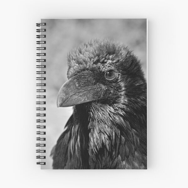 Item preview, Black and White Raven with Beautiful Plumage - Wildlife Photography designed and sold by CarolinaReina.