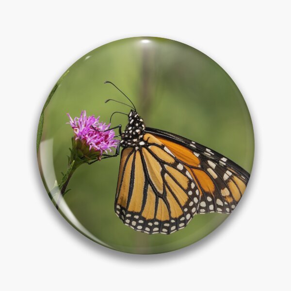 Item preview, Fall Monarch 2016-13 designed and sold by Thomasyoung.