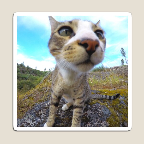 Timmy the mouse hunter Magnet