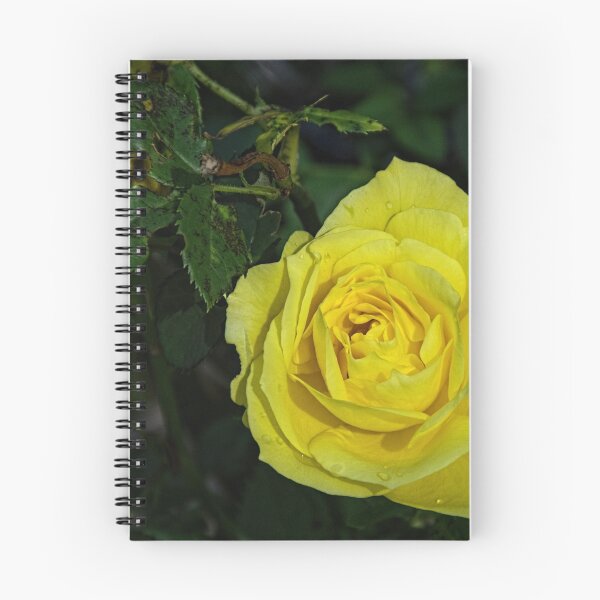 Item preview, Yellow rose Leith Park Victoria 20160212 6593   designed and sold by Fred Mitchell.