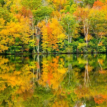Artwork thumbnail, Fall Reflections by Roselyn Shoko