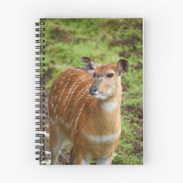 Item preview, Standing sitatunga designed and sold by cdkphotos.
