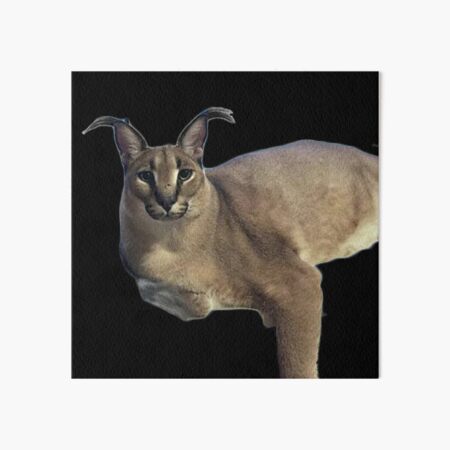 FLOPPA CAT \ CARACALS / GOOD AT MATH Art Board Print for Sale by Mad-Boy