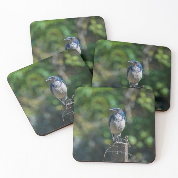 Item preview, California Scrub-Jay designed and sold by iktwo.