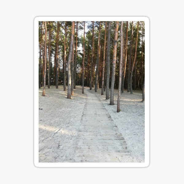 Forest road Sticker