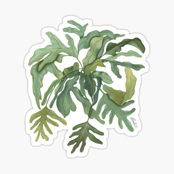 Kangaroo Paw Fern Sticker