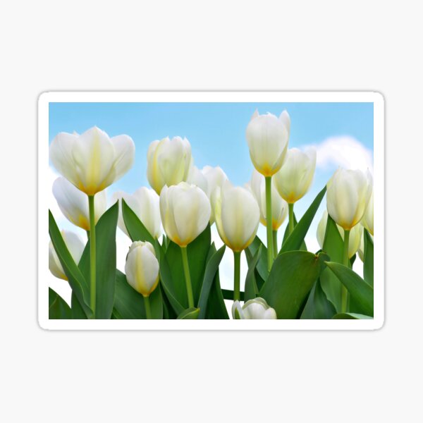 Item preview, White and yellow tulips designed and sold by IoanaHraball.