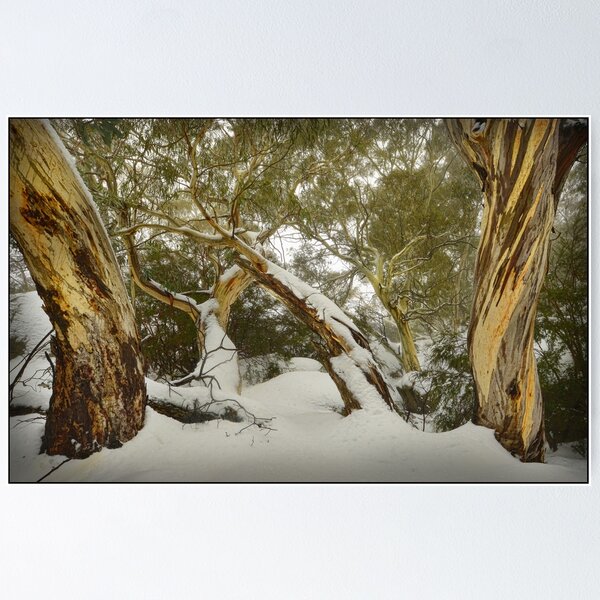 Item preview, Eucalypts in snow, Mt. Buffalo designed and sold by Kevin McGennan.