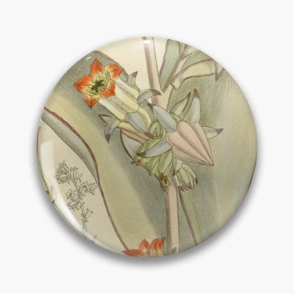 Item preview, Cotyledon subrigida 138 8445 designed and sold by EsotericBotanic.