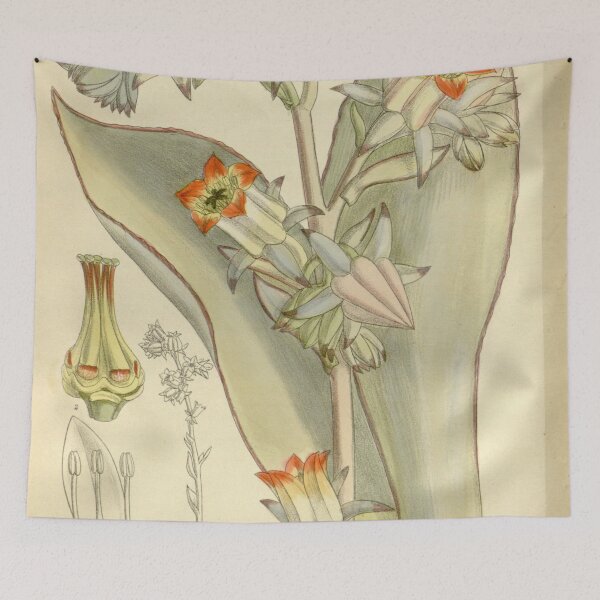 Item preview, Cotyledon subrigida 138 8445 designed and sold by EsotericBotanic.