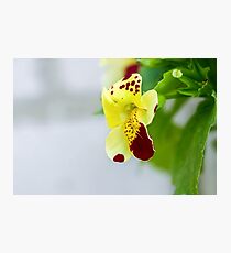 Yellow flower macro Photographic Print