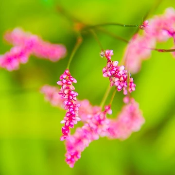 Artwork thumbnail, Pretty In Pink by Roselyn Shoko