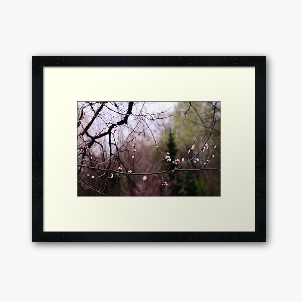 Spring Blossom Framed Art Print