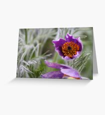 Pasque Flower - Pulsatilla Greeting Card