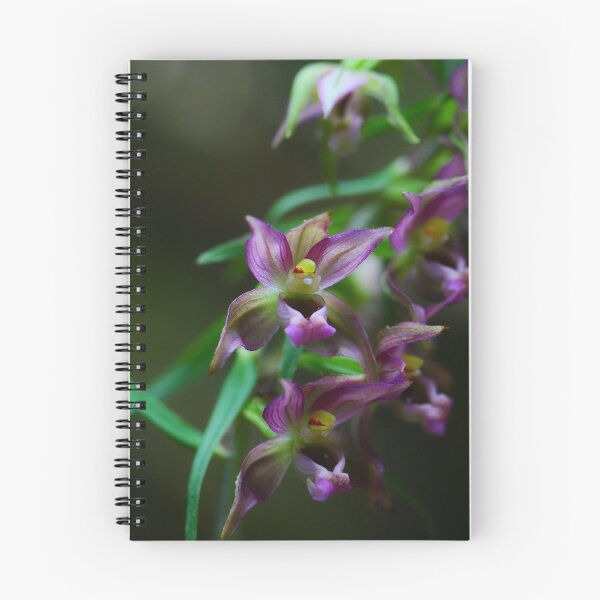 Item preview, Late Bee Orchid designed and sold by Organicvision.