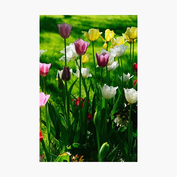 Item preview, Tulips designed and sold by Mallorn.