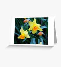 Fortune Daffodils Greeting Card
