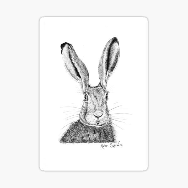 Field Hare Drawing Sticker