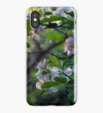 Sunlight Through Prairie Crabapple Blossoms iPhone Case