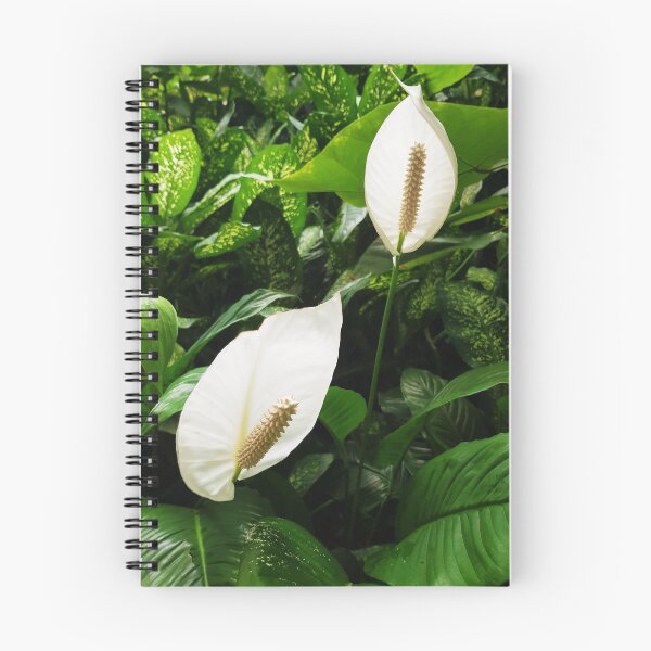 Item preview, Peace Lily - Spathiphyllum designed and sold by Abigail Brown.