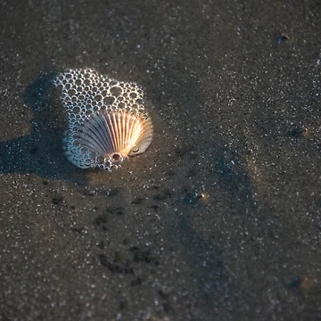 Artwork thumbnail, Shell Bubbles by Roselyn Shoko