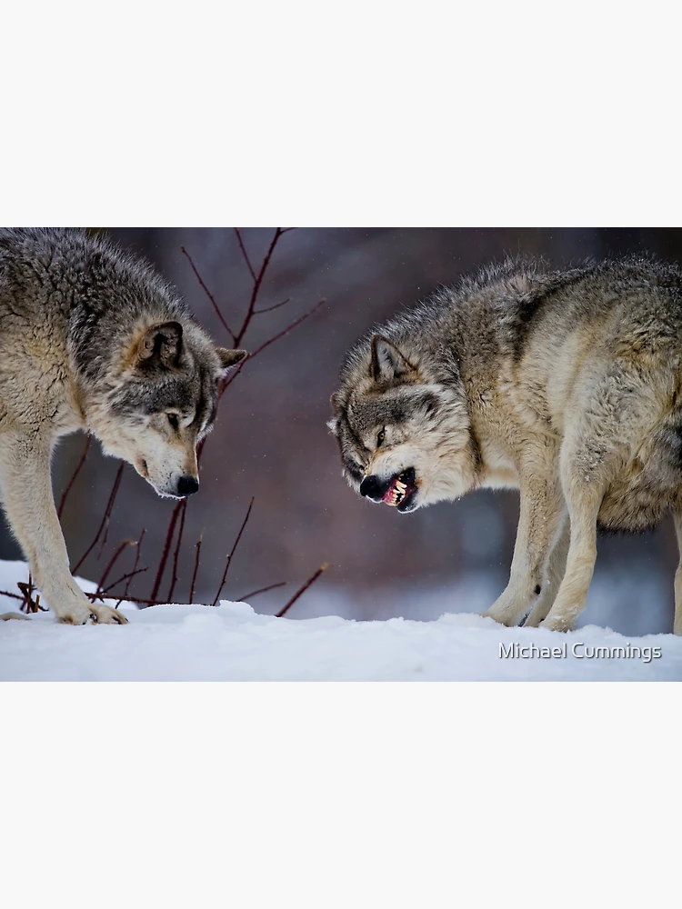 Thumbnail 3 of 3, Poster, Timber Wolves designed and sold by Michael Cummings.